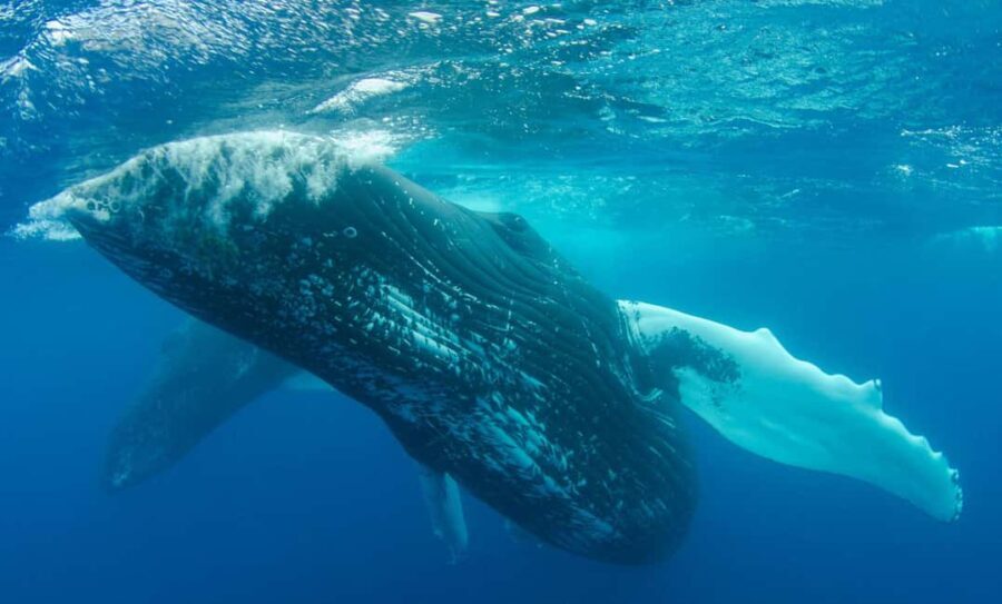 MOOREA 6H Private boat tour whales watching and Lunch - FAQ