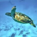 Moorea: Glass Bottom Boat Adventure with Lagoon Wonders - Introduction to Moorea’s Marine Magic