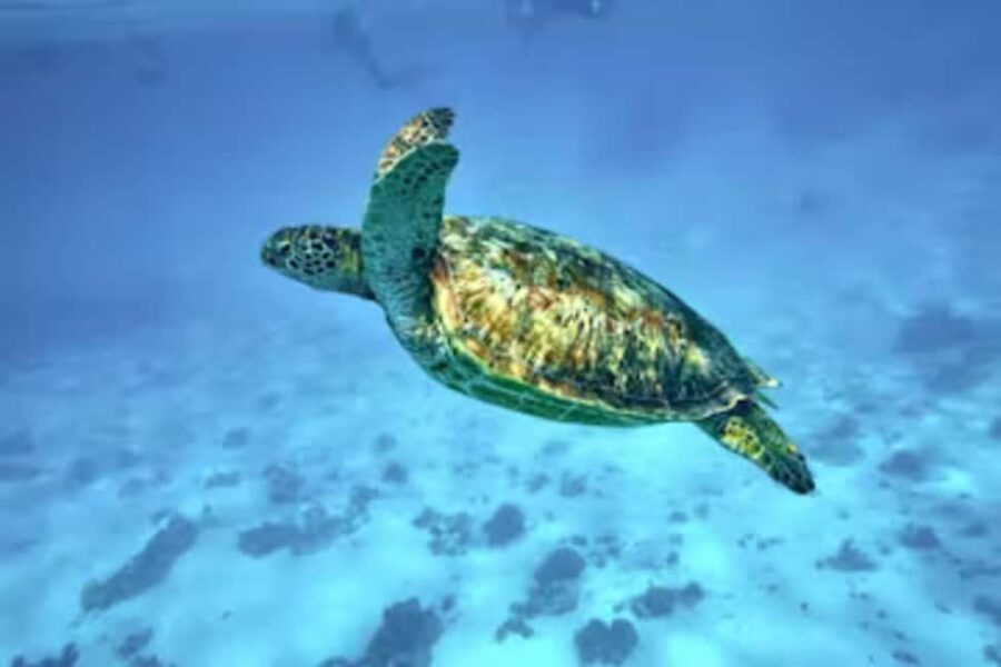 Moorea: Glass Bottom Boat Adventure with Lagoon Wonders - Introduction to Moorea’s Marine Magic