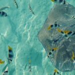 Mo'orea Half Day Private Tour with Snorkeling and Cruising the Lagoon - Practical Details and Tips