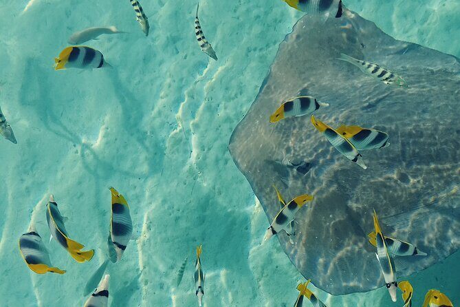 Mo'orea Half Day Private Tour with Snorkeling and Cruising the Lagoon - Practical Details and Tips