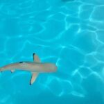 Moorea Lagoon Cruise 3 hours Snorkeling Tour - A Closer Look at the Moorea Lagoon Cruise Experience