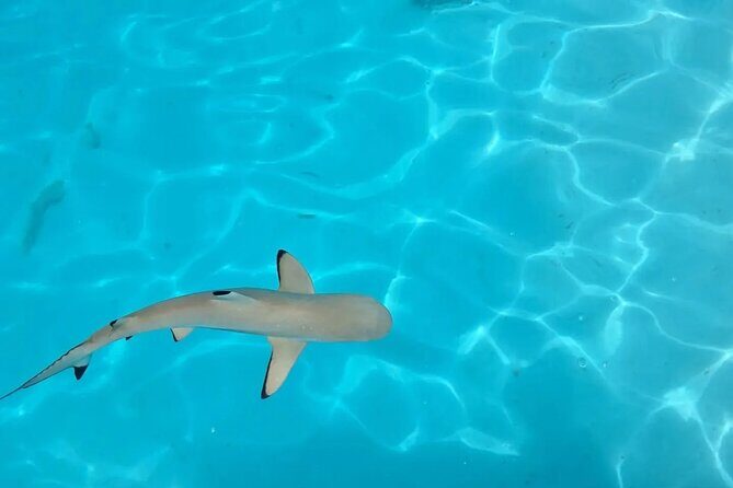 Moorea Lagoon Cruise 3 hours Snorkeling Tour - A Closer Look at the Moorea Lagoon Cruise Experience