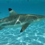 Moorea: Transparent Kayak Day Trip - The Value of the Tour