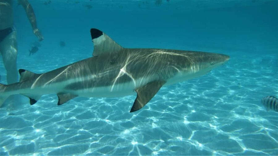 Moorea: Transparent Kayak Day Trip - The Value of the Tour
