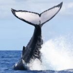 Moorea: Whale watching adventure - Why This Tour Offers Great Value