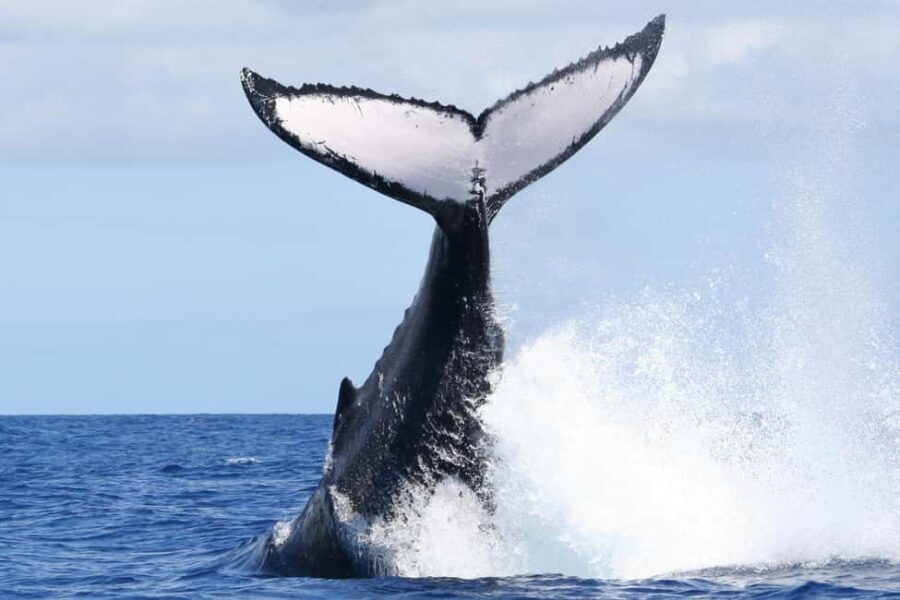 Moorea: Whale watching adventure - Why This Tour Offers Great Value