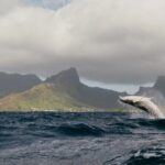 Moorea Whales Watching and Swimming Half Day Shared Tour - Why This Tour Is Worth Considering