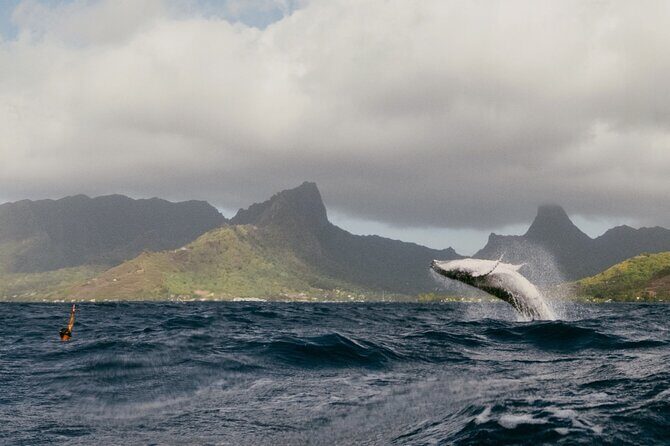 Moorea Whales Watching and Swimming Half Day Shared Tour - Why This Tour Is Worth Considering