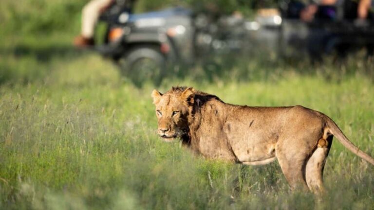 Moremi Game Reserve Delta Day Trip - FAQ