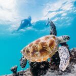 Moreton Island: Tangalooma Day Trip with Snorkeling Tour - What’s Included and Whats Not