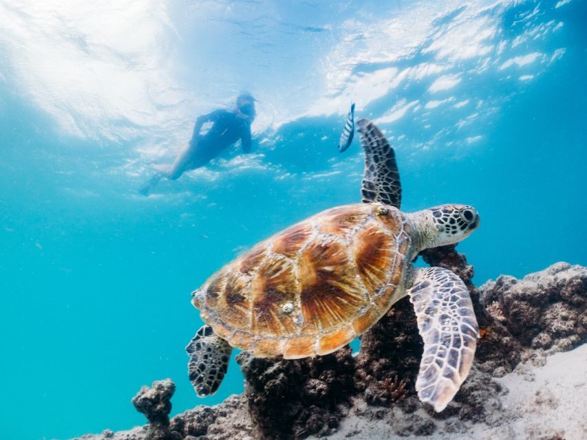 Moreton Island: Tangalooma Day Trip with Snorkeling Tour - What’s Included and Whats Not