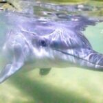 Moreton Island: Tangalooma Snorkeling Tour & Dolphin Feeding - Snorkeling at the Tangalooma Wrecks