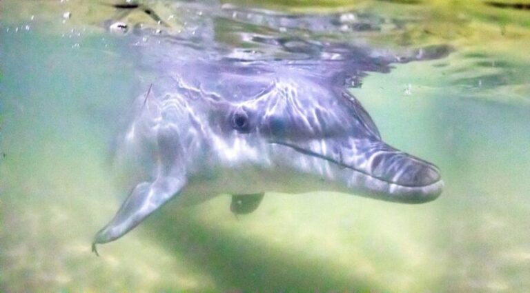 Moreton Island: Tangalooma Snorkeling Tour & Dolphin Feeding - Snorkeling at the Tangalooma Wrecks