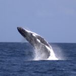 Moreton Island: Tangalooma Whale Watching & Dolphin Feeding - Practical Details & Tips