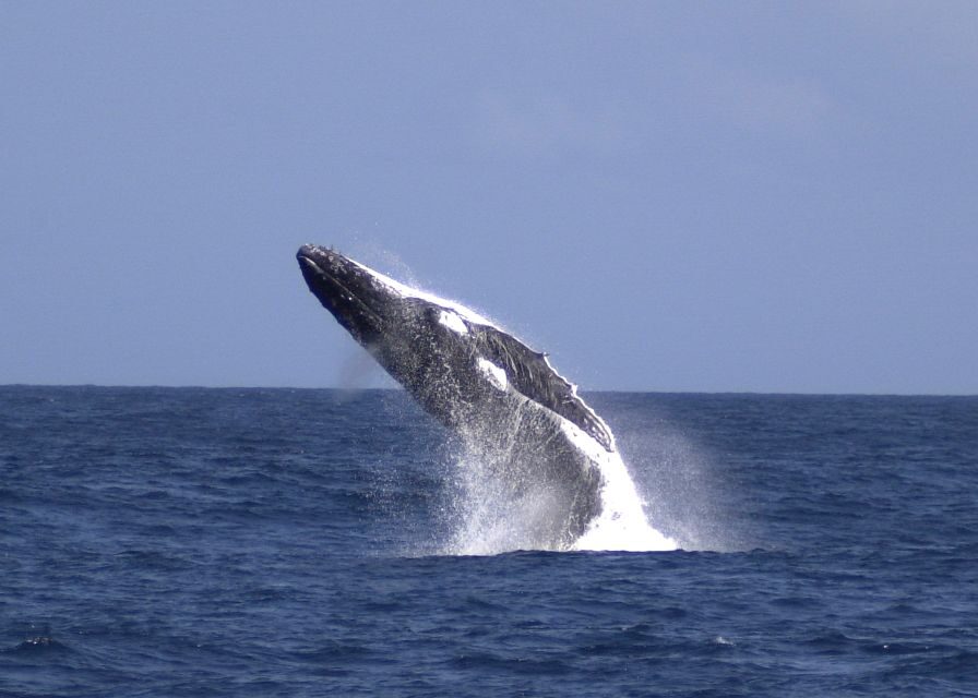 Moreton Island: Tangalooma Whale Watching & Dolphin Feeding - Practical Details & Tips