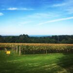 Mornington Peninsula Scenic Bus Tour with Chairlift & Lunch - What to Expect: An Itinerary Breakdown