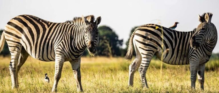 Morogoro: Day Mikumi Safari Luxury Transfer & Open Jeep - Wildlife Encounters and Sightings