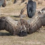 Morogoro - Mikumi national park: Day safari - The Big Five and Beyond: Wildlife Encounters