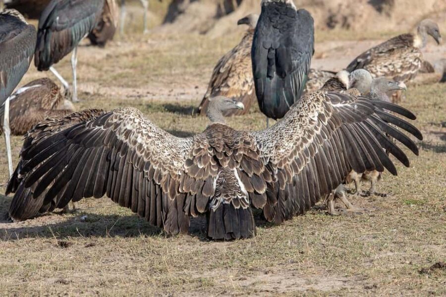 Morogoro - Mikumi national park: Day safari - The Big Five and Beyond: Wildlife Encounters