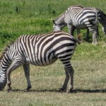Moshi: 2-Day Tarangire and Ngorongoro Crater Safari - Day 2: The Iconic Ngorongoro Crater