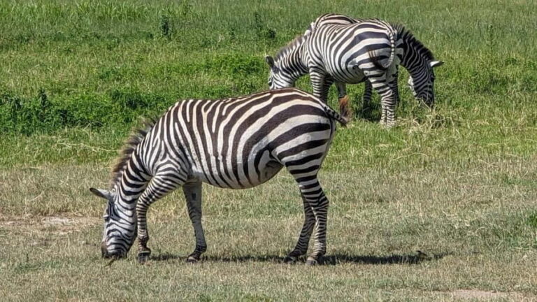 Moshi: 2-Day Tarangire and Ngorongoro Crater Safari - Day 2: The Iconic Ngorongoro Crater