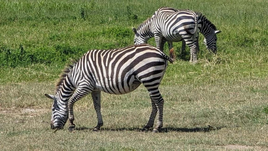 Moshi: 2-Day Tarangire and Ngorongoro Crater Safari - Day 2: The Iconic Ngorongoro Crater