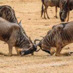 Moshi: 4-Day Ndutu Migration Safari and Ngorongoro Crater - Why This Tour Offers Good Value