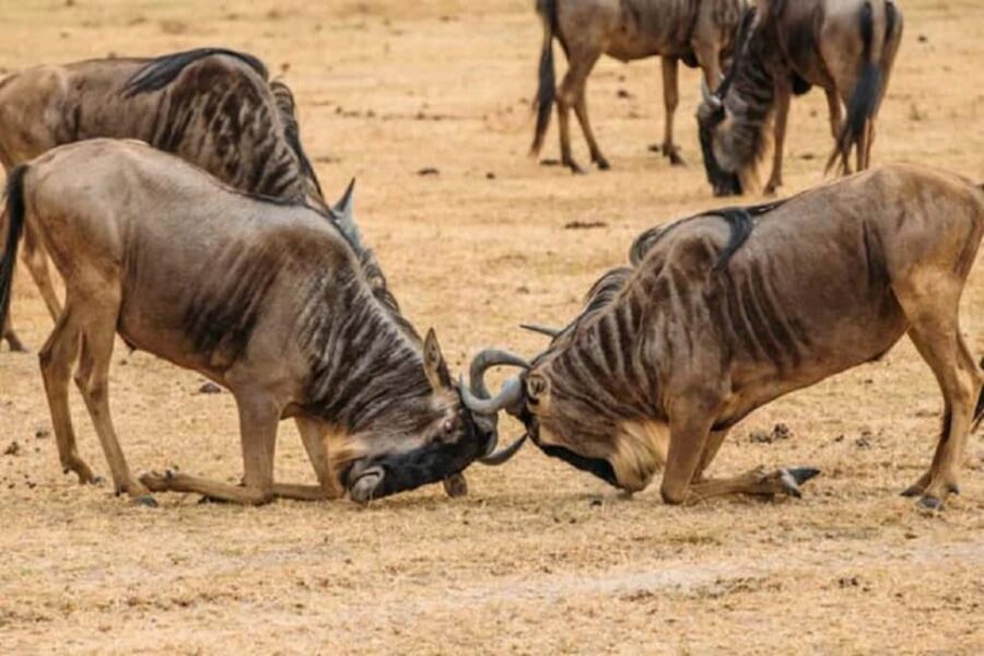 Moshi: 4-Day Ndutu Migration Safari and Ngorongoro Crater - Why This Tour Offers Good Value