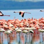 Moshi: 4-Day Serengeti and Ngorongoro Crater Camping Safari - Overview of the Itinerary