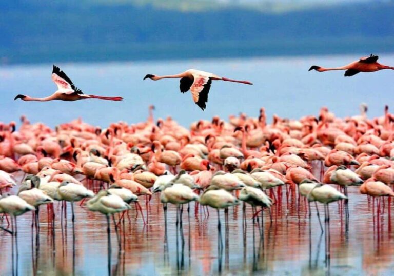 Moshi: 4-Day Serengeti and Ngorongoro Crater Camping Safari - Overview of the Itinerary
