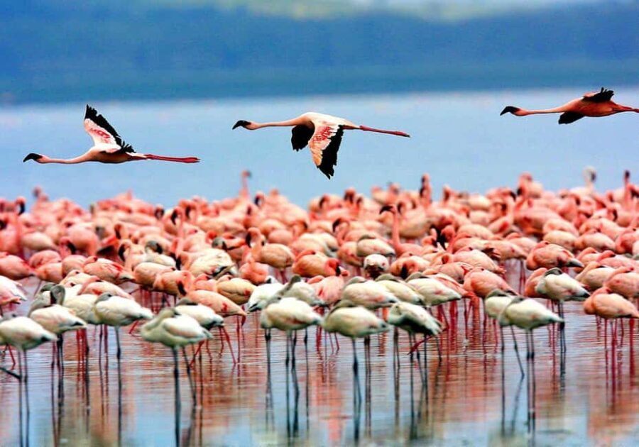Moshi: 4-Day Serengeti and Ngorongoro Crater Camping Safari - Overview of the Itinerary
