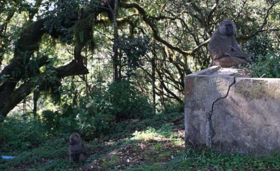 Moshi: *All-inclusive* Kilimanjaro Day Hike (Marangu Route) - Why This Tour Offers Great Value