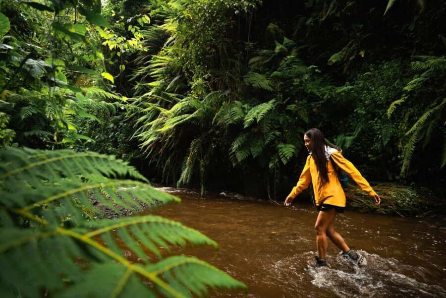 Moshi: Materuni Waterfalls and Coffee Tour with Lunch - Trekking to Materuni Waterfalls