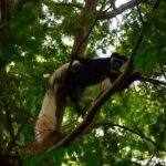 Moshi: Rau Forest (Hiking or Bike Tour) - Hiking or Biking: Which Is Better for You?