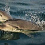 Motuara Island Sanctuary: Wildlife & Dolphin Watching Tour - Practical Tips for Travelers