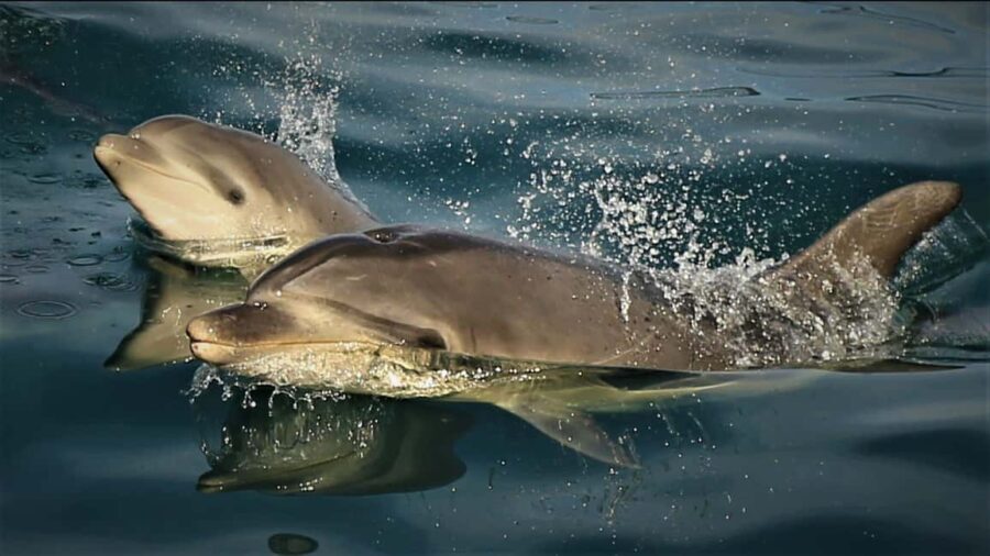 Motuara Island Sanctuary: Wildlife & Dolphin Watching Tour - Practical Tips for Travelers