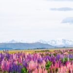 Mt. Cook Day-Tour: Christchurch to Queenstown - The Sum Up