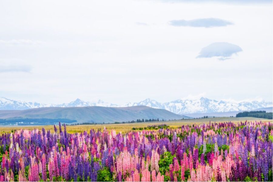 Mt. Cook Day-Tour: Christchurch to Queenstown - The Sum Up