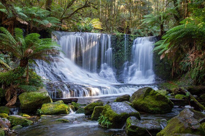 Mt Field National Park and Russell Falls from Hobart - A Deep Dive into the Tour Experience