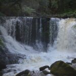 Mt Field Shore Excursion - Practical Details and Tips