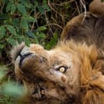 Mt. Kenya to Maasai Mara: An 8-Day Safari Adventure - The Value of This Safari