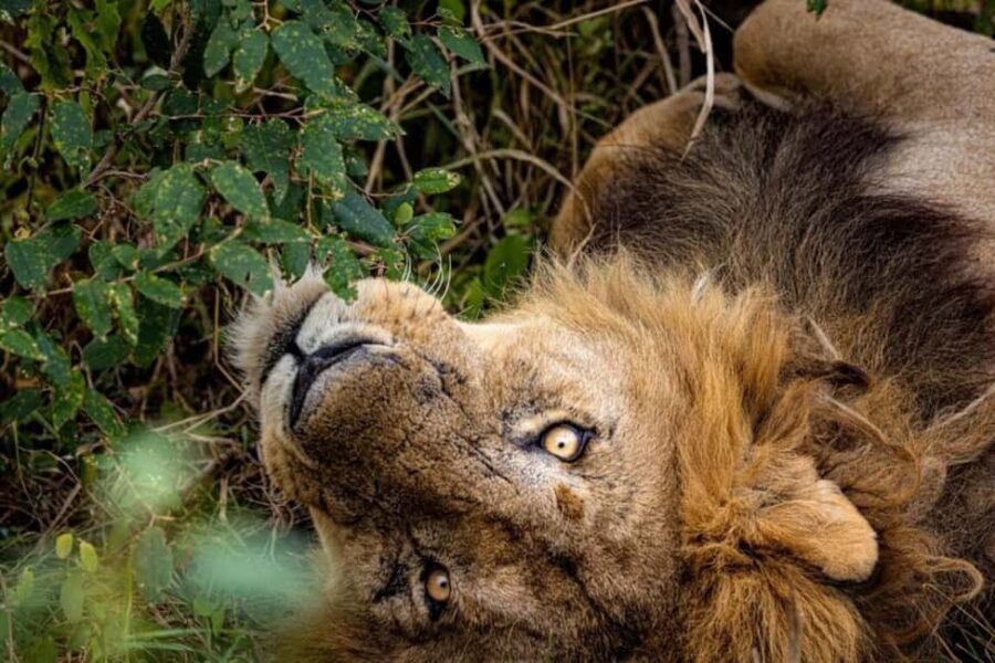 Mt. Kenya to Maasai Mara: An 8-Day Safari Adventure - The Value of This Safari