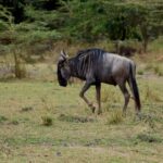 Mto wa Mbu: Waterfall, Maasai Boma, Village, & Balaa Hill - What Sets This Tour Apart?