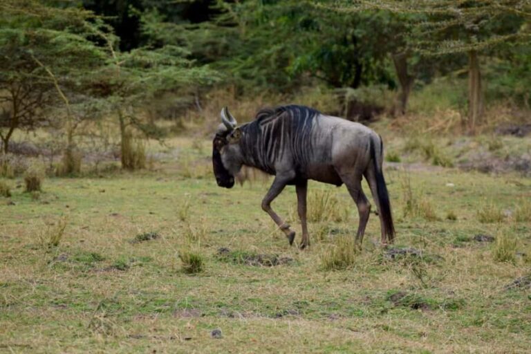 Mto wa Mbu: Waterfall, Maasai Boma, Village, & Balaa Hill - What Sets This Tour Apart?