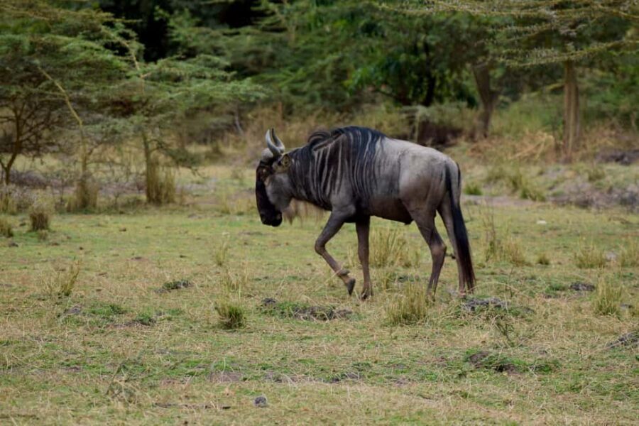 Mto wa Mbu: Waterfall, Maasai Boma, Village, & Balaa Hill - What Sets This Tour Apart?
