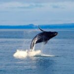 Mtwara: 3-Day Humpback Whale Migration Safari - What Makes This Tour Stand Out?