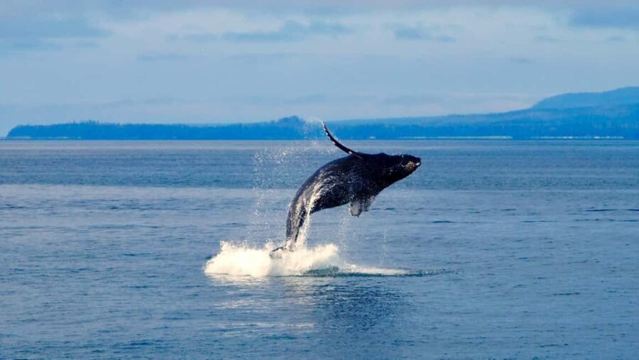 Mtwara: 3-Day Humpback Whale Migration Safari - What Makes This Tour Stand Out?