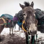 Mules Tour from Chefchaouen - The Cultural and Culinary Touch: Lunch with the Akar Family
