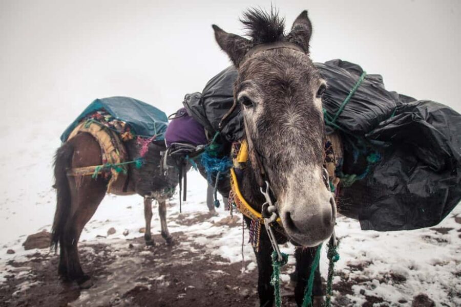 Mules Tour from Chefchaouen - The Cultural and Culinary Touch: Lunch with the Akar Family
